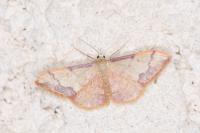 Idaea ostrinaria