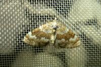 Perizoma flavofasciata