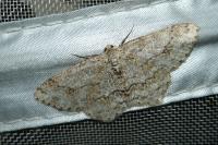 Ectropis crepuscularia