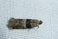 Elegia atrifasciella