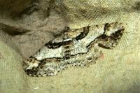 Cleora cinctaria