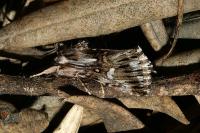 Calophasia lunula