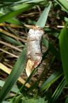 Phalera bucephala