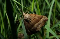 Hypena proboscidalis