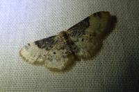 Idaea filicata
