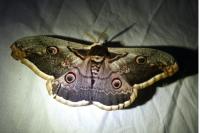 Saturnia pyri