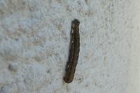 Orthosia miniosa