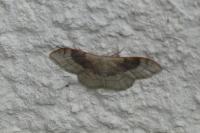 Idaea degeneraria