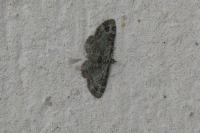 Pasiphila rectangulata