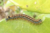 Malacosoma neustria