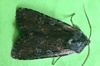 Violaphotia molothina occidentalis