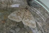 Perizoma hydrata