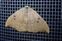 Watsonalla binaria