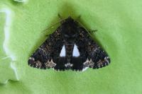 Catephia alchymista