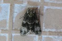 Craniophora ligustri