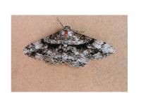 Peribatodes umbraria umbraria