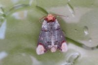 Phalera bucephala