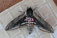 Sphinx ligustri