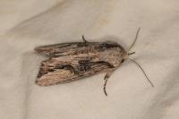 Egira conspicillaris