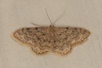 Idaea libycata
