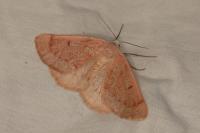 Dyscia penulataria
