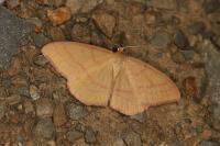 Rhodostrophia calabra
