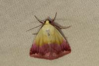Eublemma purpurina