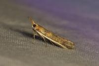 Etiella zinckenella