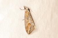 Chesias isabella