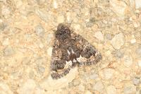 Catephia alchymista