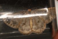 Charissa mucidaria