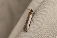 Denticera divisella