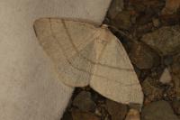 Adactylotis gesticularia