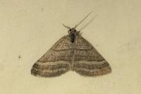 Scotopteryx coarctaria