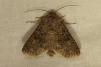 Recoropha canteneri