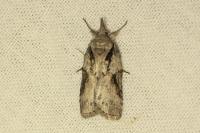 Nycteola columbana