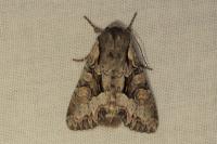Lacanobia w-latinum