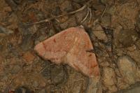 Dyscia penulataria