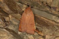 Noctua interposita