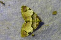 Anticlea derivata