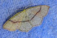 Cyclophora punctaria