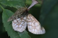Chiasmia clathrata