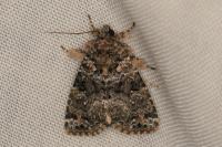 Callopistria latreillei