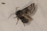 Cleonymia yvanii