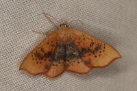 Cyclophora lennigiaria