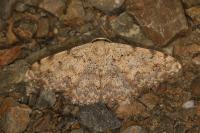 Scopula submutata roseonitens