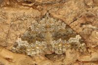 Entephria flavicinctata flavicinctata