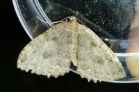 Triphosa dubitata