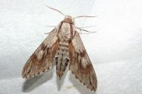 Hyloicus pinastri