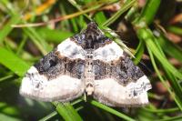 Cosmorhoe ocellata
